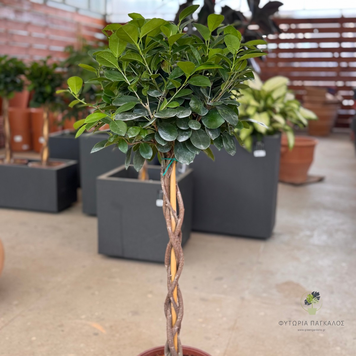 Φίκος Μοκλαϊμ (Ficus microcarpa 'Moclame')  - 2